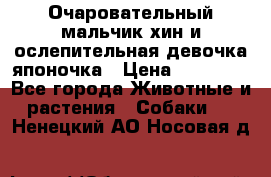 Очаровательный мальчик хин и ослепительная девочка японочка › Цена ­ 16 000 - Все города Животные и растения » Собаки   . Ненецкий АО,Носовая д.